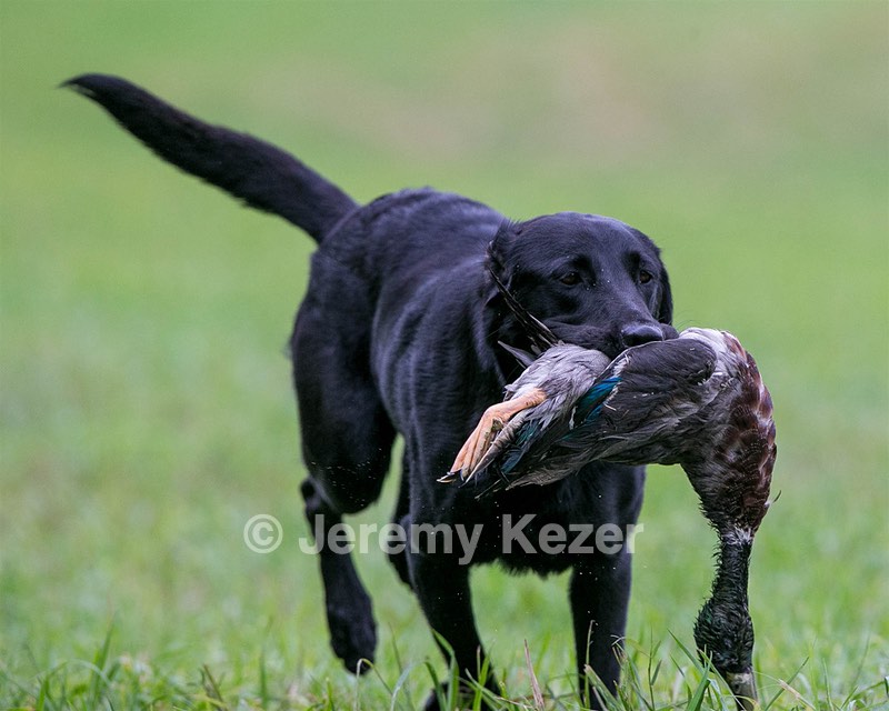 Piper