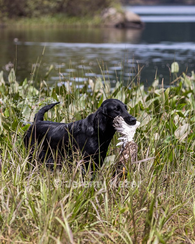 Ziva