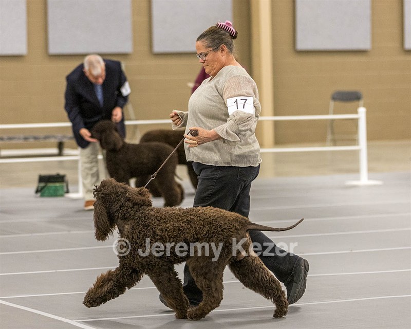 17 - Ballyhoo’s V Finnegan Mcneill BN FDC CA BCAT DS DJ CGCA TKN VHMA JH JHU WD