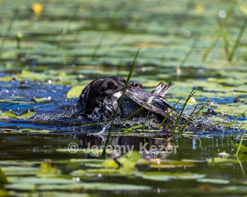 Otter Henry