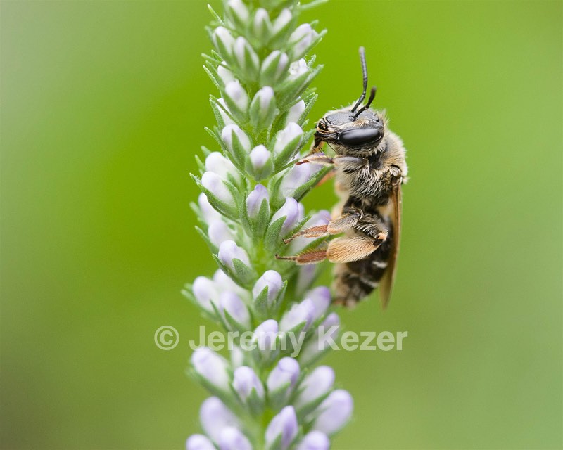 Bee, Amesbury, MA