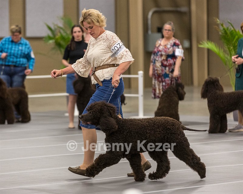 207 - GCH CH Flintcrest First Strike Fintan