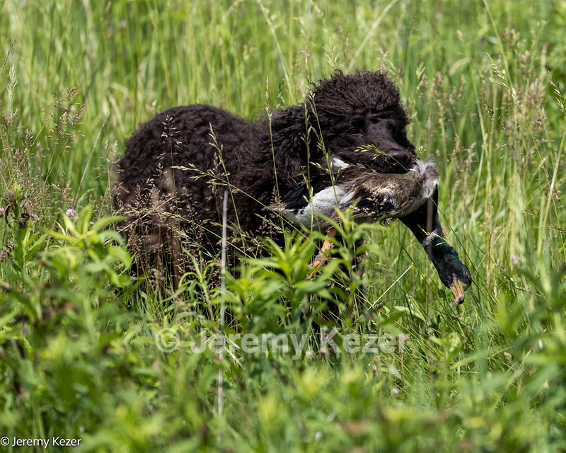 Ghillie Kezer