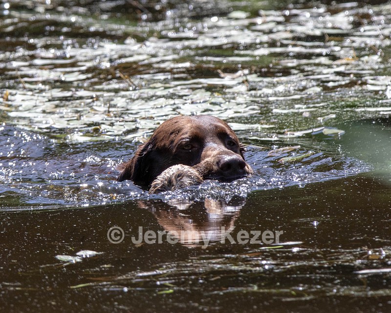 Otter Donlon