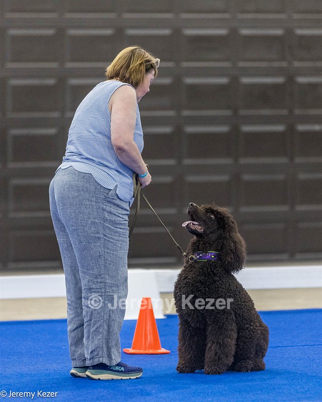 R15 - GCH CH LANDACRE'S NORDIC SAILOR DN CGC TKI