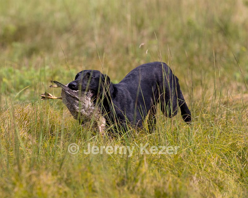 Ziva Jefferson