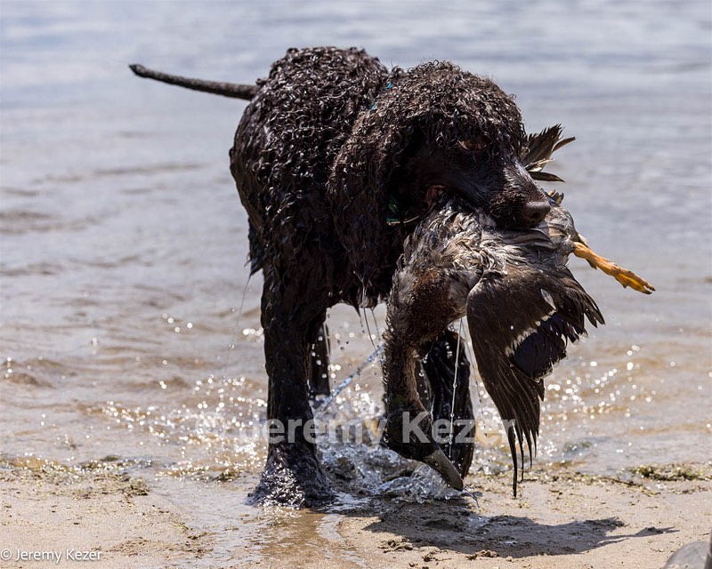 Ghillie