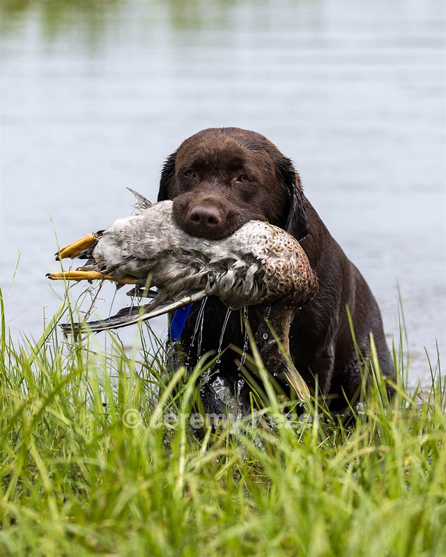 Louie Foster