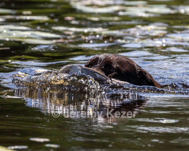 Otter Henry