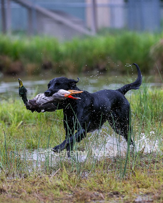 Piper