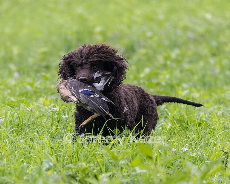 Ghillie Kezer