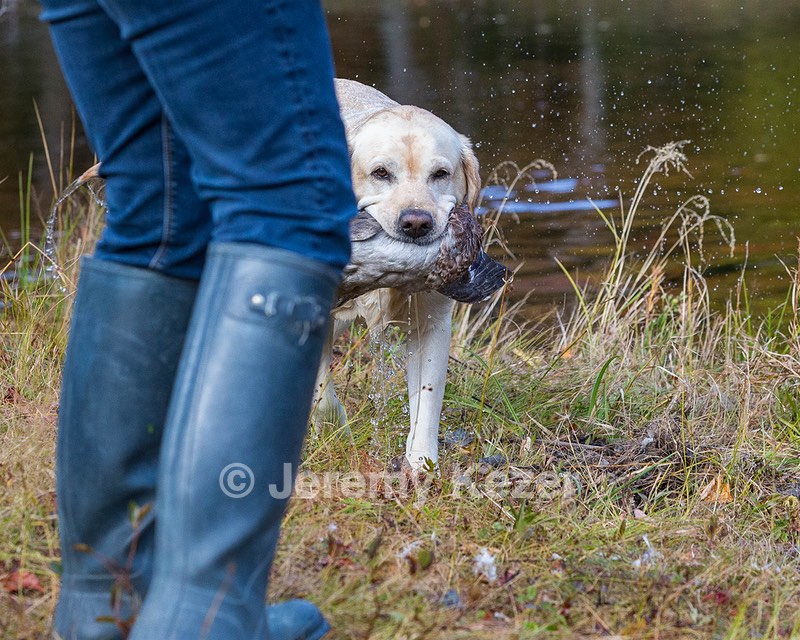 Meadowmere's Annisquam JH WC CGC (Annie)