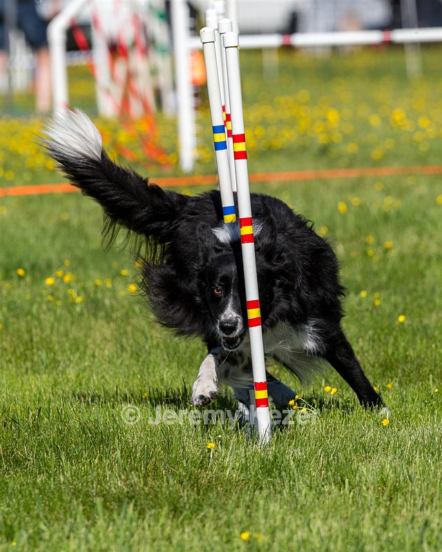 Sport Daniels