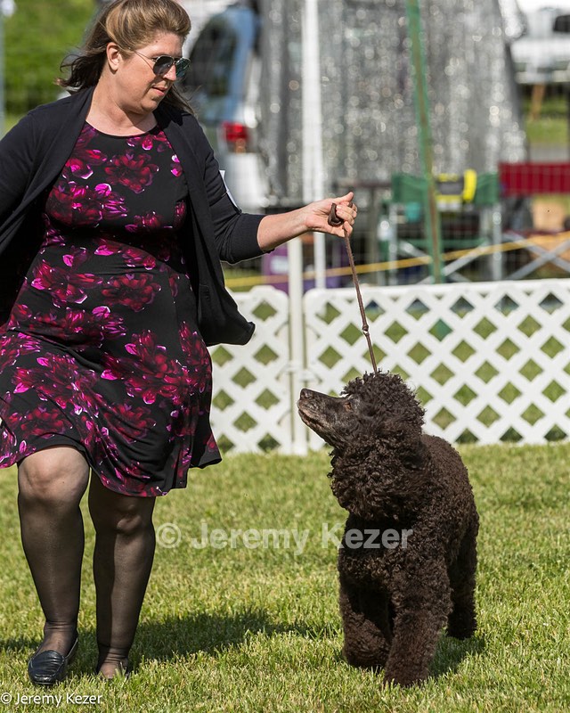 58 - GCH CH Flintcrest Firing Cupid's Arrow