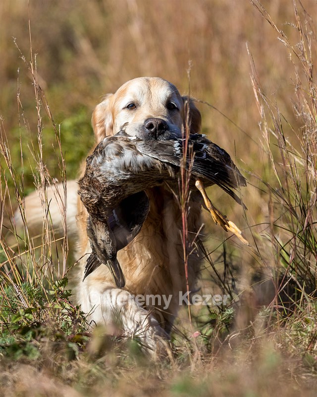 Ghillie Deresienska