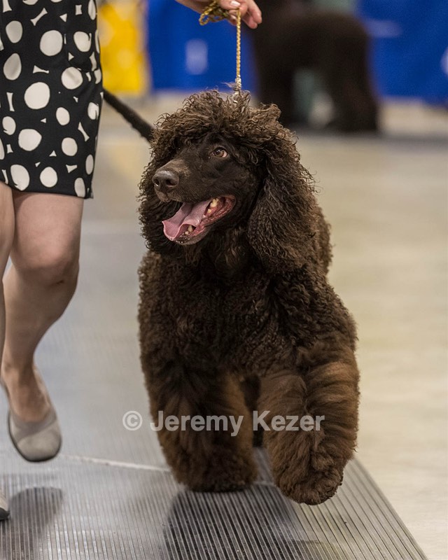 355 - GCH Ildanoch's Party Rock Anthem