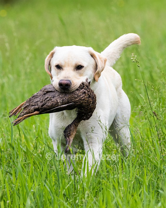 Goose