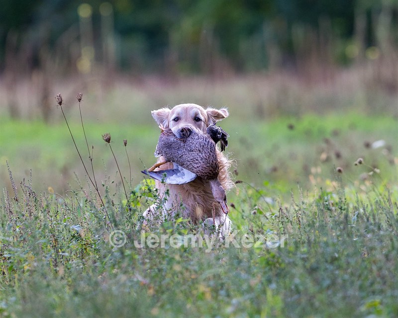 Ghillie Deresienska