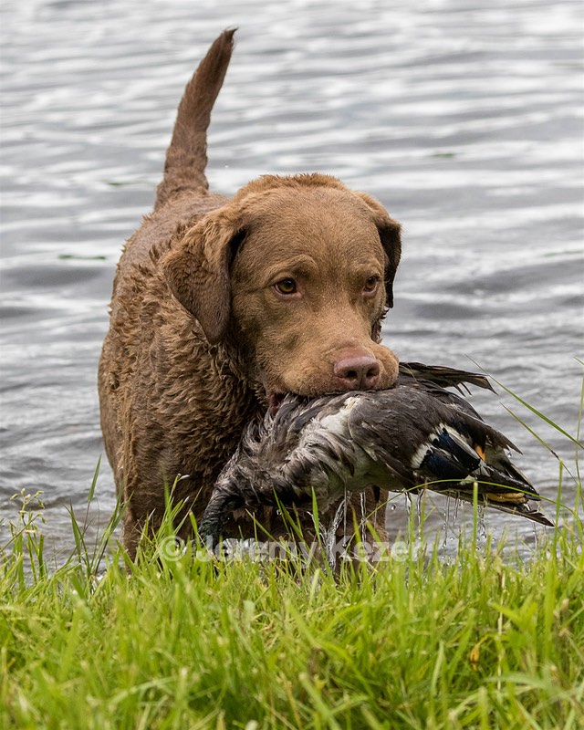 Hunter Law