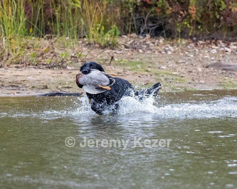 Jett