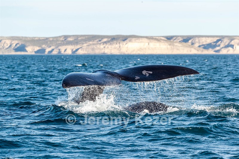 Southern Right Whale, Peninsula Valdes, Argentina