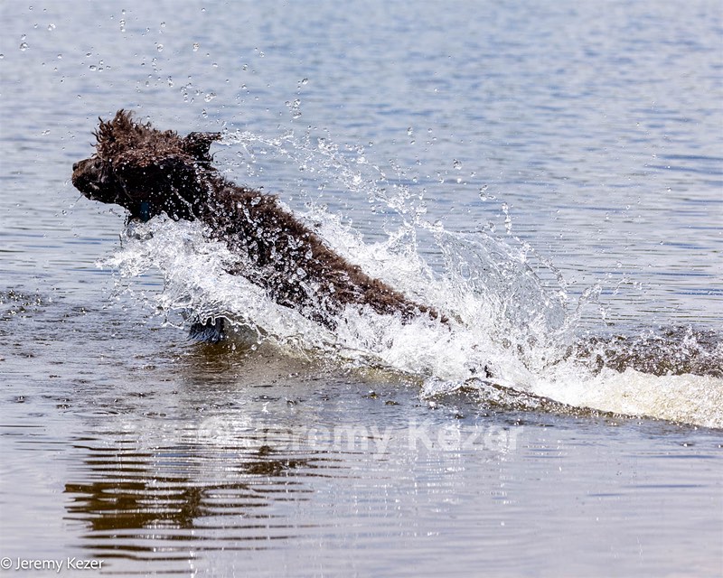 Ghillie