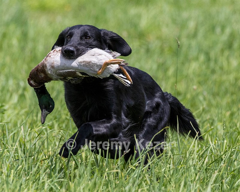 Hunter Law