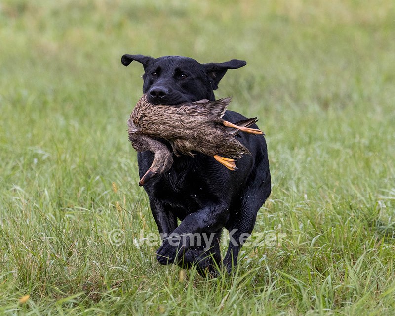 Scout Wood