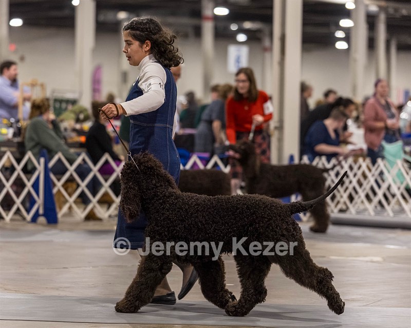 15 - CH POOLE'S IDE DARK KNIGHT (Oscar)