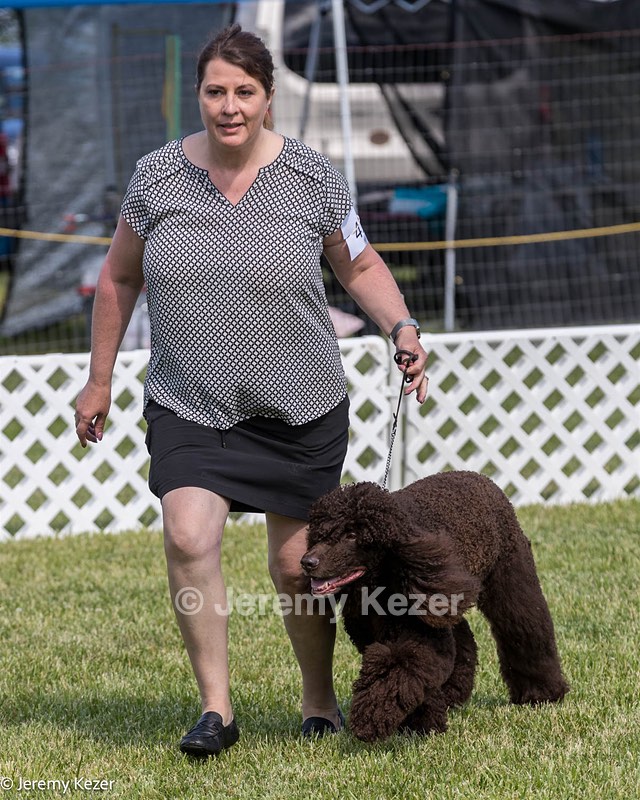 41 - GCH CH Brekkon's First Mark BN RN CGC TKN