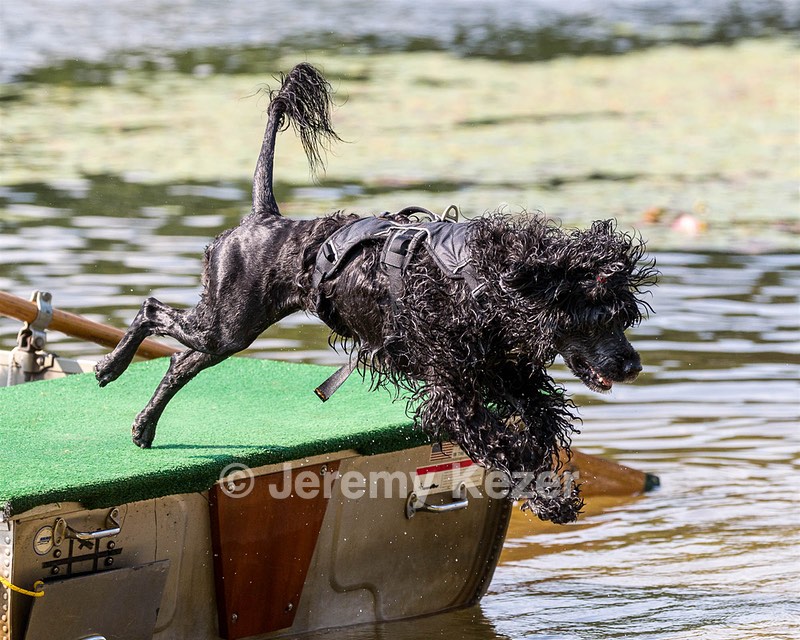Bell