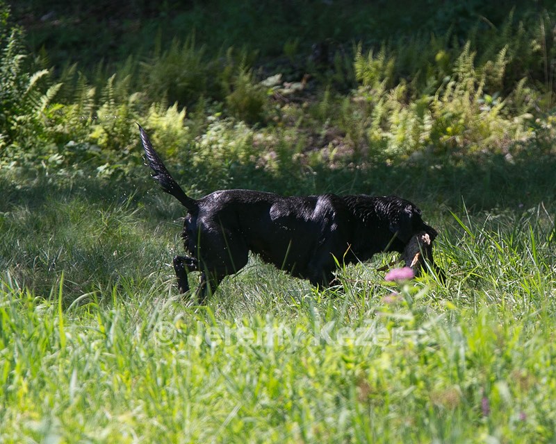 Dash Golini