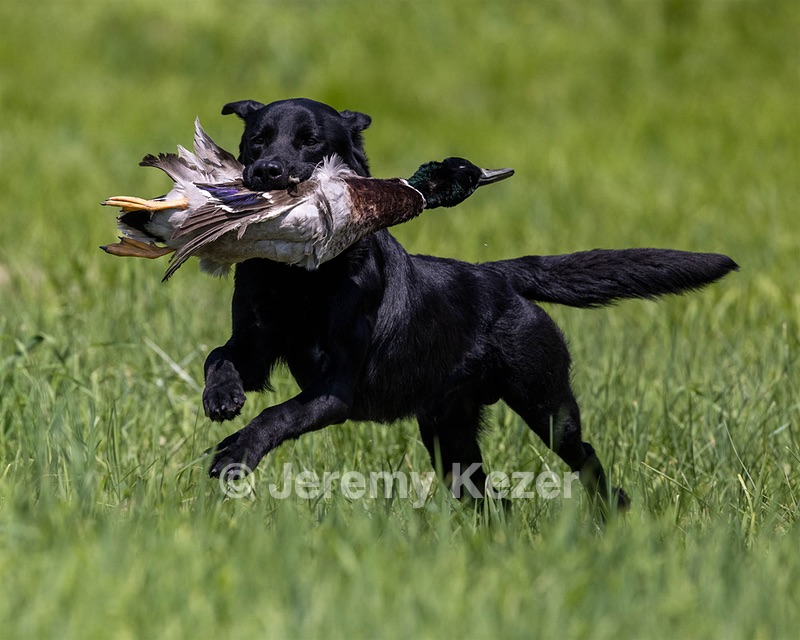 Duke Doyon