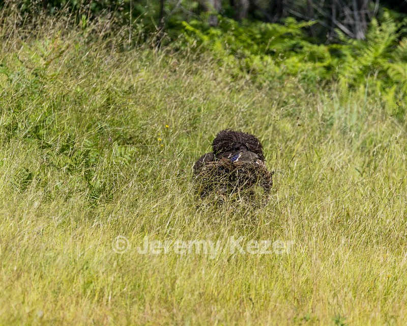Ghillie Kezer