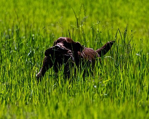 20170604-SEAL-1037.jpg