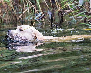 Charles Brown Duke