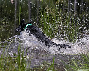 Ruffy Wolcott