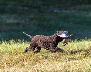 Ghillie Kezer