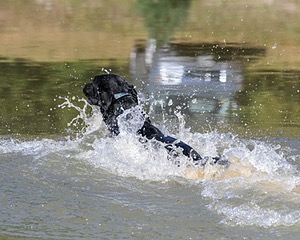 Harley