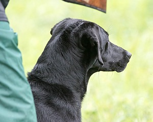 Trixie Shea