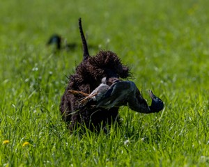 Ghillie Kezer
