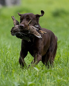Moose Molle