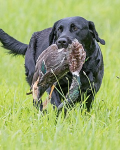 20170603-SHRL-0389.jpg