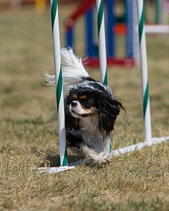 20150614-CCKC-1828.jpg