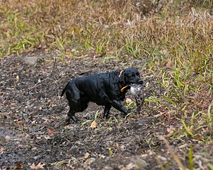 Ester