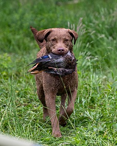 Hunter Law