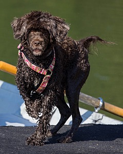Tootsie Totten