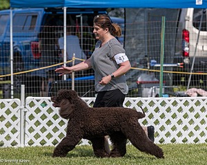 41 - GCH CH Brekkon's First Mark BN RN CGC TKN