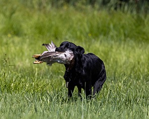 Duke Doyon