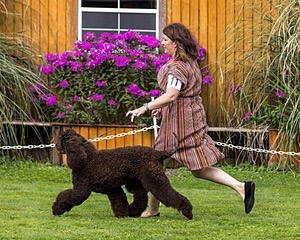 11 - GCH CH BREKKON'S FIRST MARK BN RN CGC TKN (Hunny)